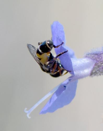 Syritta pipiens